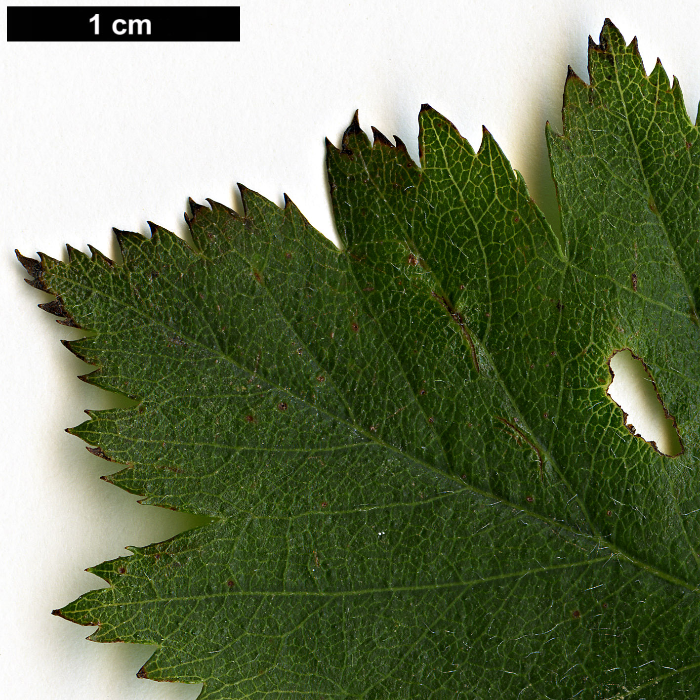 High resolution image: Family: Rosaceae - Genus: Crataegus - Taxon: pruinosa - SpeciesSub: var. georgiana High resolution image: Family: Rosaceae - Genus: Crataegus - Taxon: pruinosa - SpeciesSub: var. georgiana